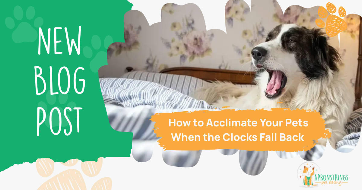 New blog post banner: How to Acclimate Your Pets When the Clocks Fall Back in Contra Costa County.